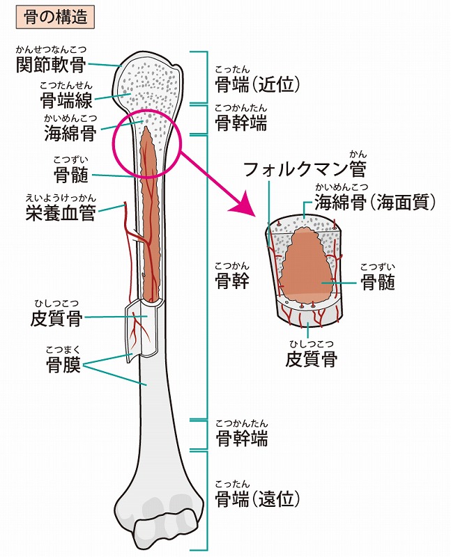 背が伸びる仕組み 町田の T O Y とい 整体院