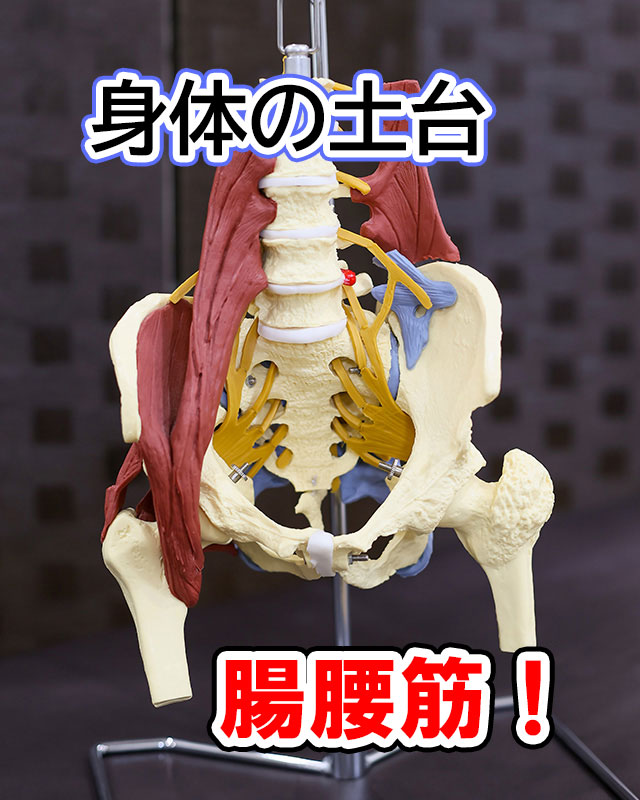 身体の腸腰筋