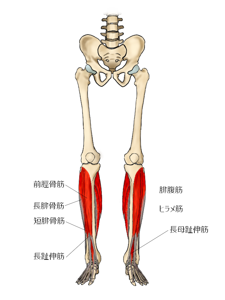 下肢の筋肉